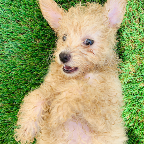 pomapoo sitting on artificial grass